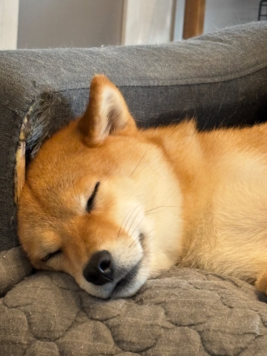 IntegrityEigo's tweet photo. 「問題が発生しました」は、「There is a problem.」で。「'発生する'って？　happenかな、occurかな、、」とか考えないこと。There is でOK。#英会話　#柴犬 https://t.co/x8iA9rPBiv