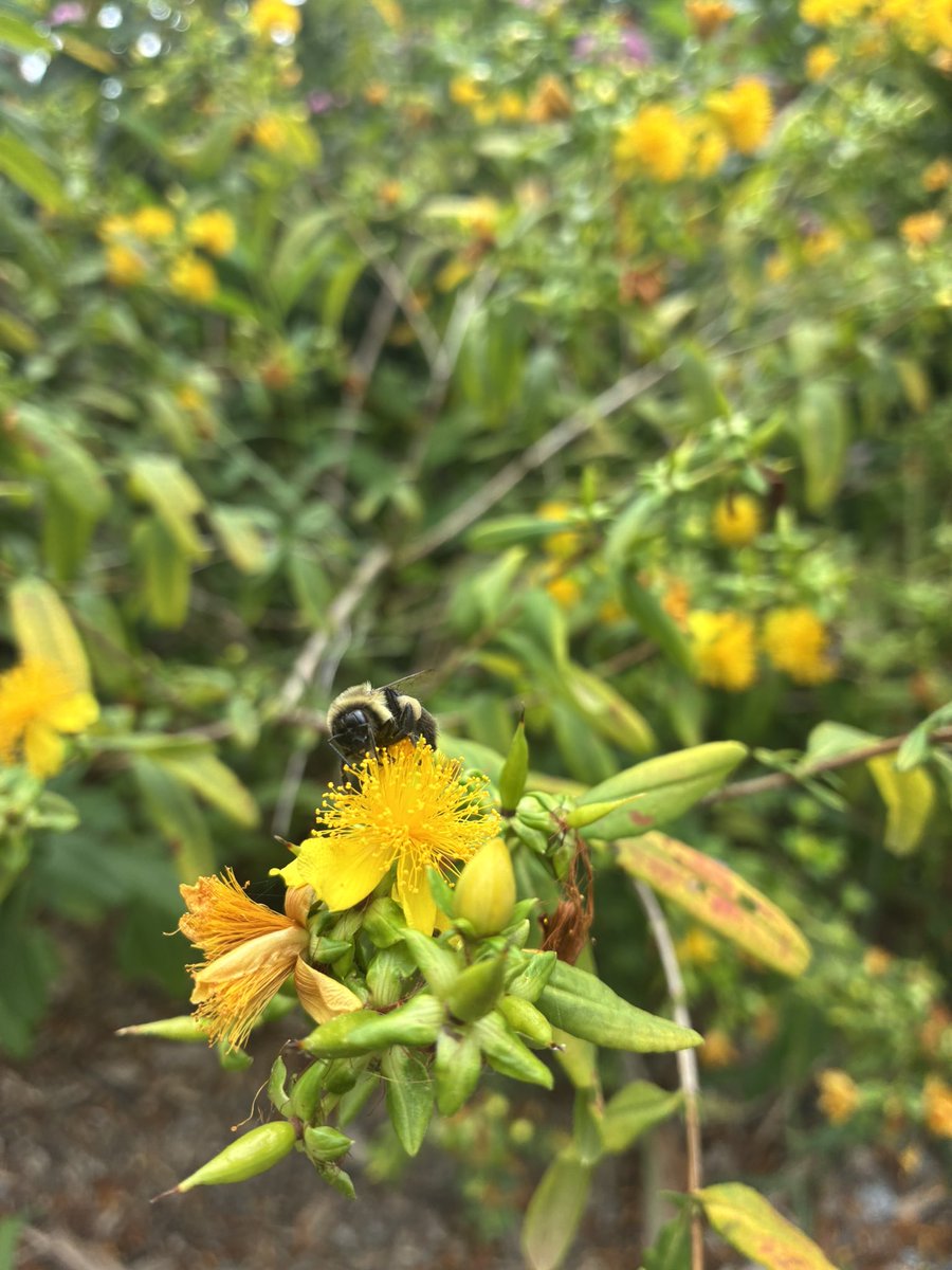 peachesx4's tweet photo. 🐝🍯 https://t.co/GxZZmQEp4P