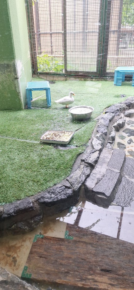 A shuba in the zoo
<a href="/oozorasubaru/">大空スバル🚑ホロライブ 🍥</a>