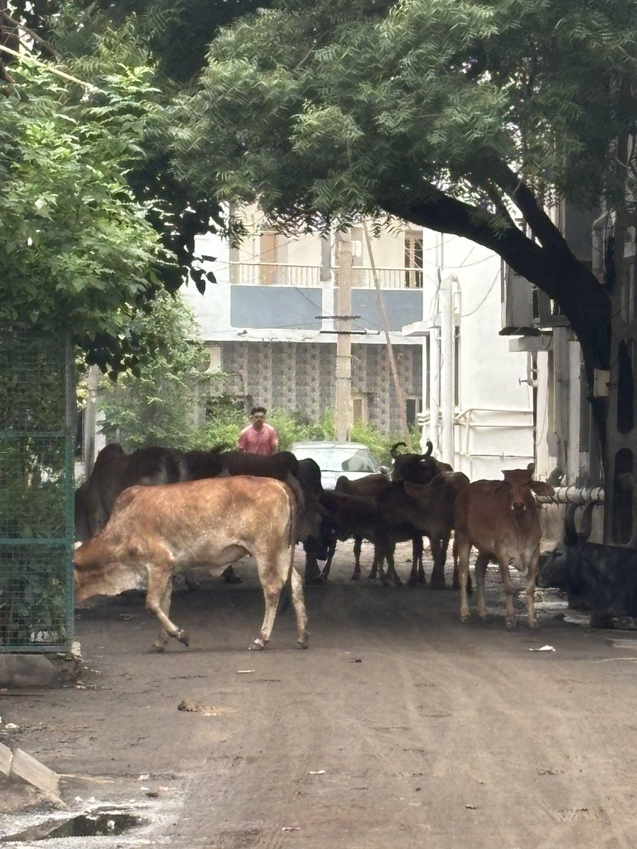 lak_nanda's tweet photo. Day two of conference of cows in my society. Hello @mcjamnagar @jmccommissioner you guys are invited too!  P.s dogeshbhaiz are not guest they are permanent residents! https://t.co/bwJRoMWVWL