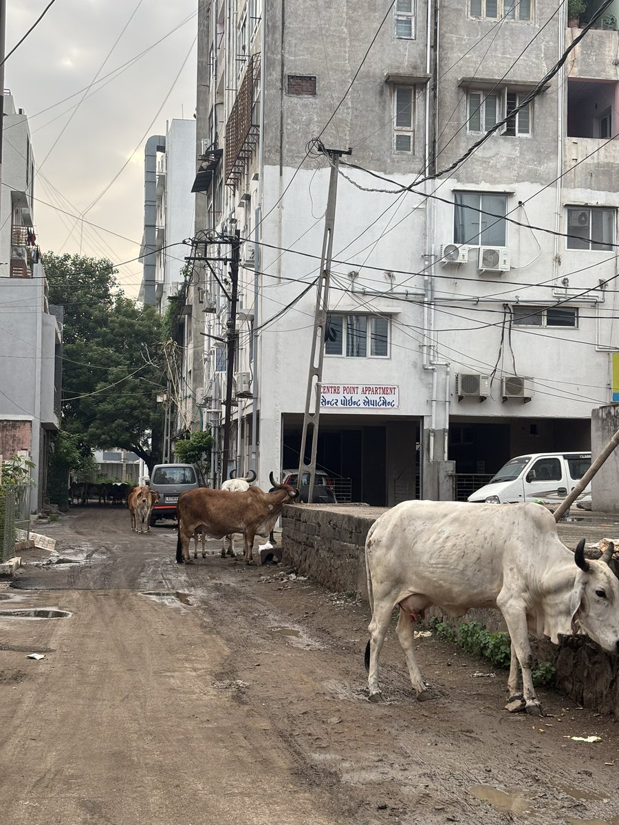 lak_nanda's tweet photo. Day two of conference of cows in my society. Hello @mcjamnagar @jmccommissioner you guys are invited too!  P.s dogeshbhaiz are not guest they are permanent residents! https://t.co/bwJRoMWVWL