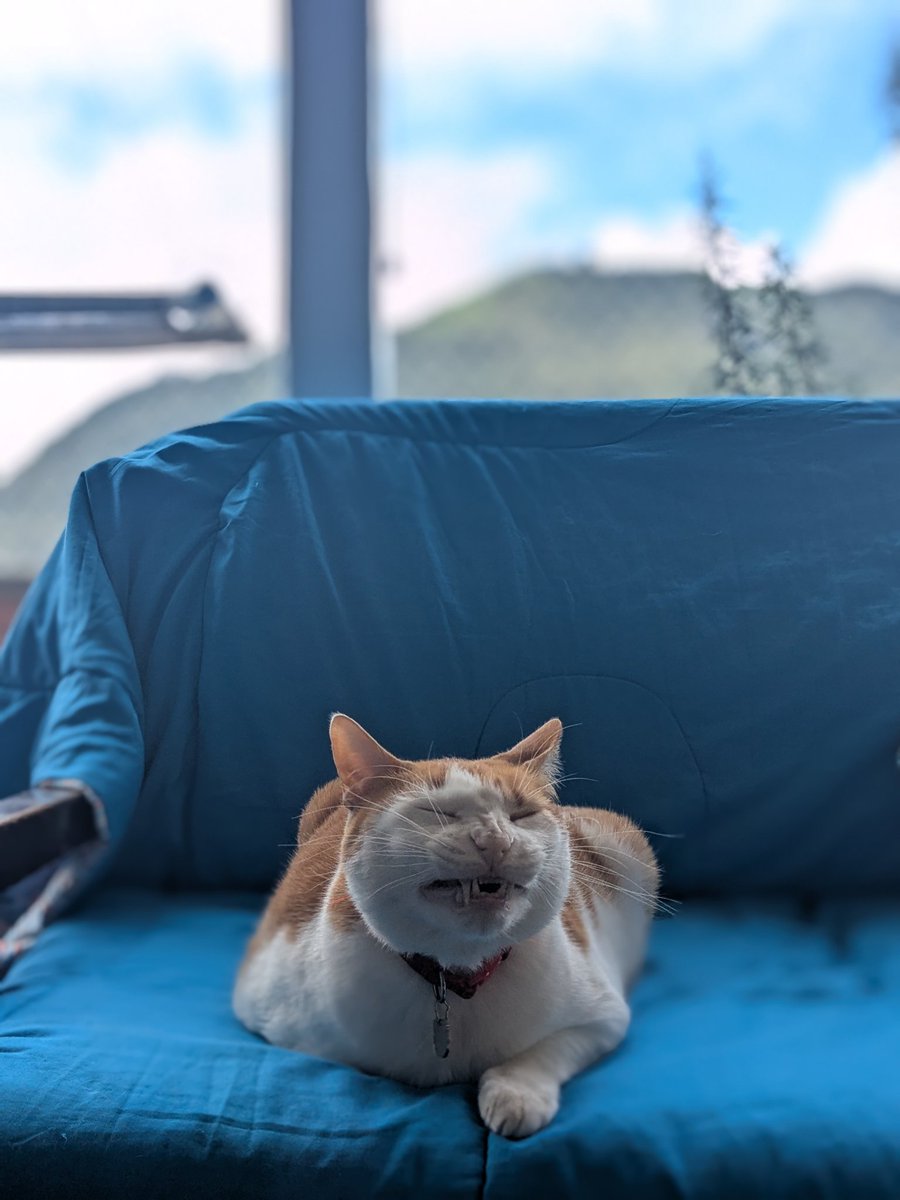 Carolinch87's tweet photo. Estás estudiando en tu casa --> oyes un maullido desesperado --> te asomas al balcón y ves un gatito persiguiendo a todos los humanos --> sales, lo alzas y se va contigo como si se conocieran de toda la vida --> tienes el gato más consentido https://t.co/6BcFomj5ws