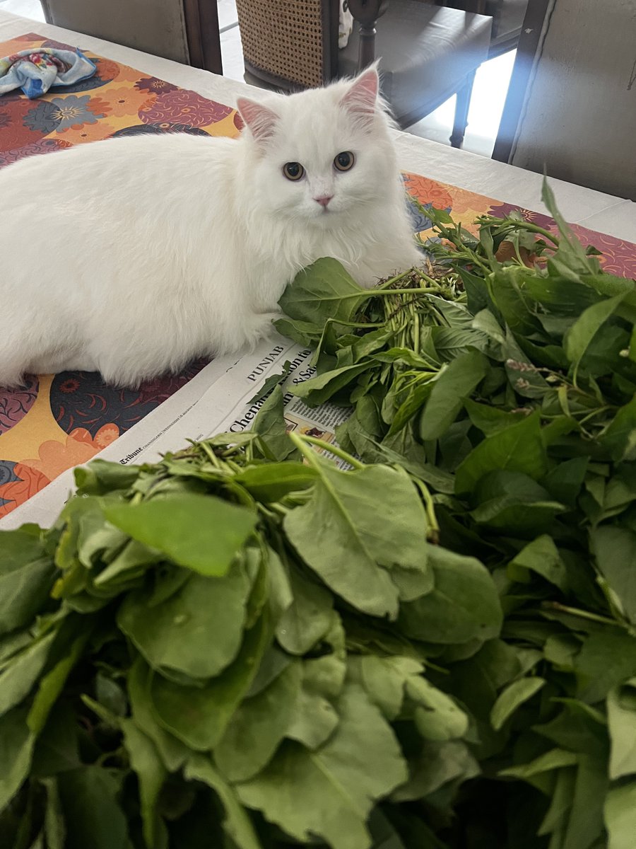 Guarding the fresh leafy greens.