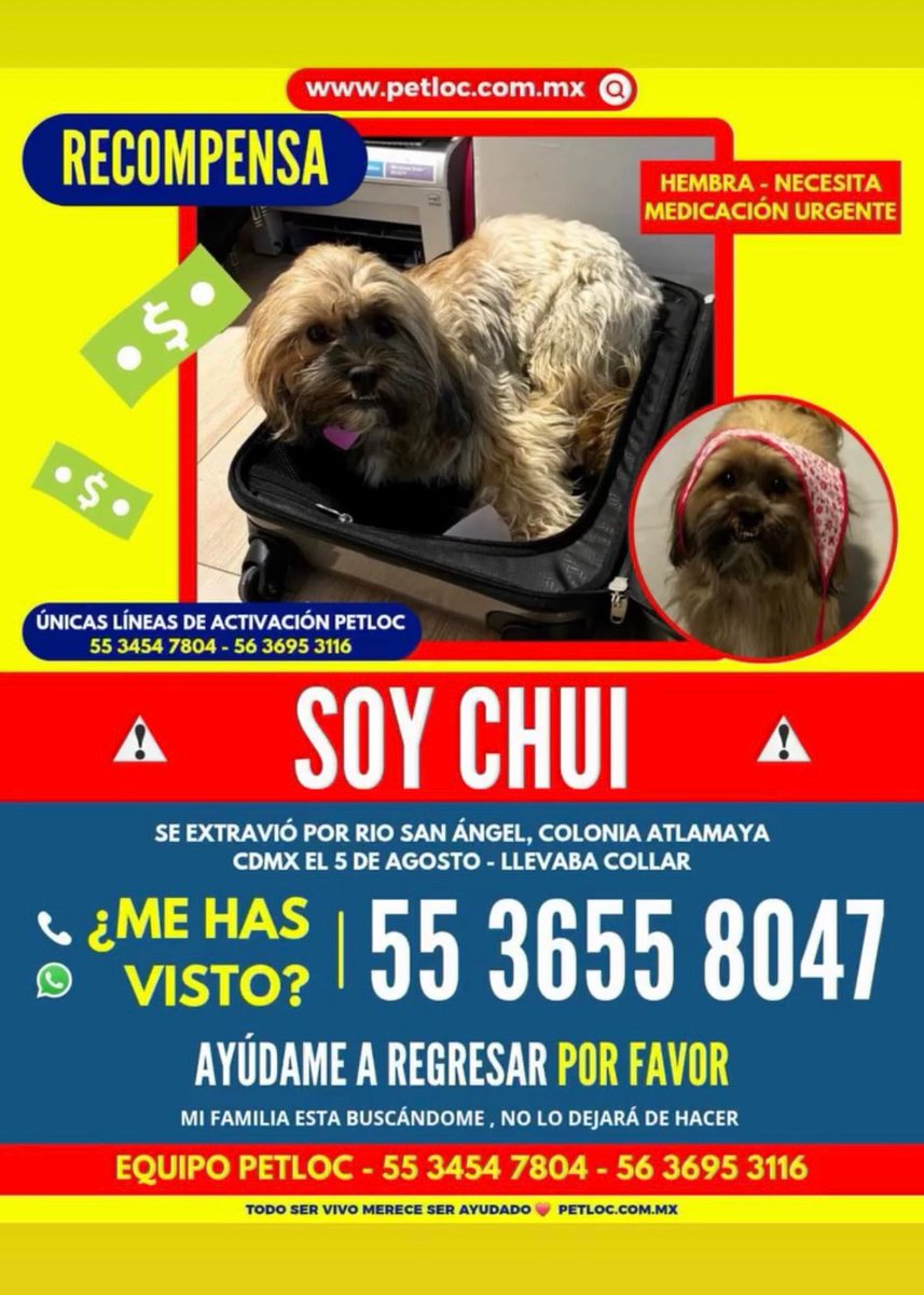 ComunidaDesier2's tweet photo. Están buscando a #Chui nos ayudan a compartir? Hay una pequeña muy triste por su perrito @PrrosPerdidosMX @MascotasSismo https://t.co/USilfoNuk1