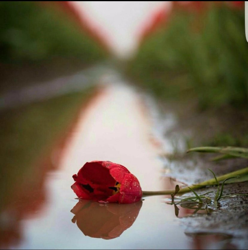 دائماً يرتبط جمال يومك ببدايته

لذالك اختر لنفسك بدايه سعيده

#صباح_الخير والبال الطويل الهادي الرايق💕

#صباح_الخير_والسعاده 💐💐