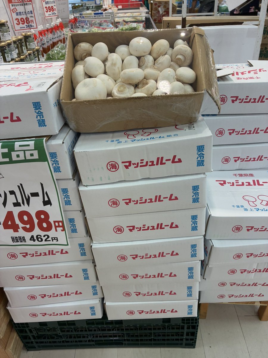 キャンディーズマッシュルーム 本体のみ箱あり キャンディーズ