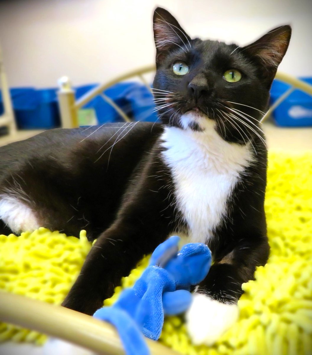 🙏🏽PLZ SHARE
💖Playful, Sweet 4YO Black &amp; White Kitty "CONFETTI"💖
📢Needs A Loving🏡#FureverHome🏡
▶4 INFO sbacc.org/advert/confett…
🙏🏽 #Adopt #AdoptDontShop🍀#AdoptABlackCat
#SealBeach, #CA #Orange CO #SoCal #SpecialNeeds
✅Cats <a href="/SealBeachAnimal/">SBACC</a> #ForgottensoulsHour #US #CATS