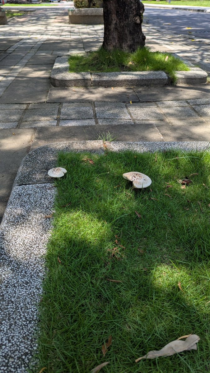 seacity's tweet image. 最近這個很紅，我們校園裡也有。