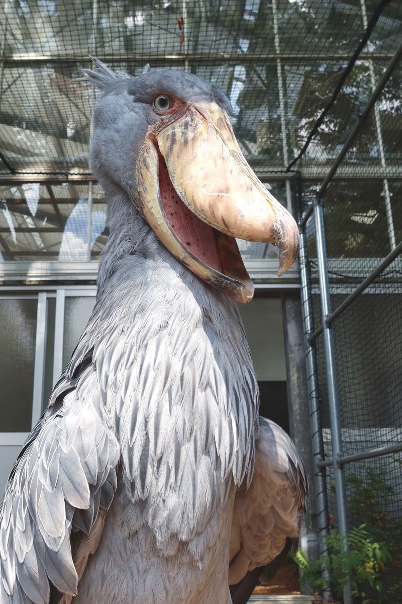 ✴︎ ♡ハシビ口コウ♡ページ ハシビロコウ (@bIiWyicnGjuzhmc) / Posts / X