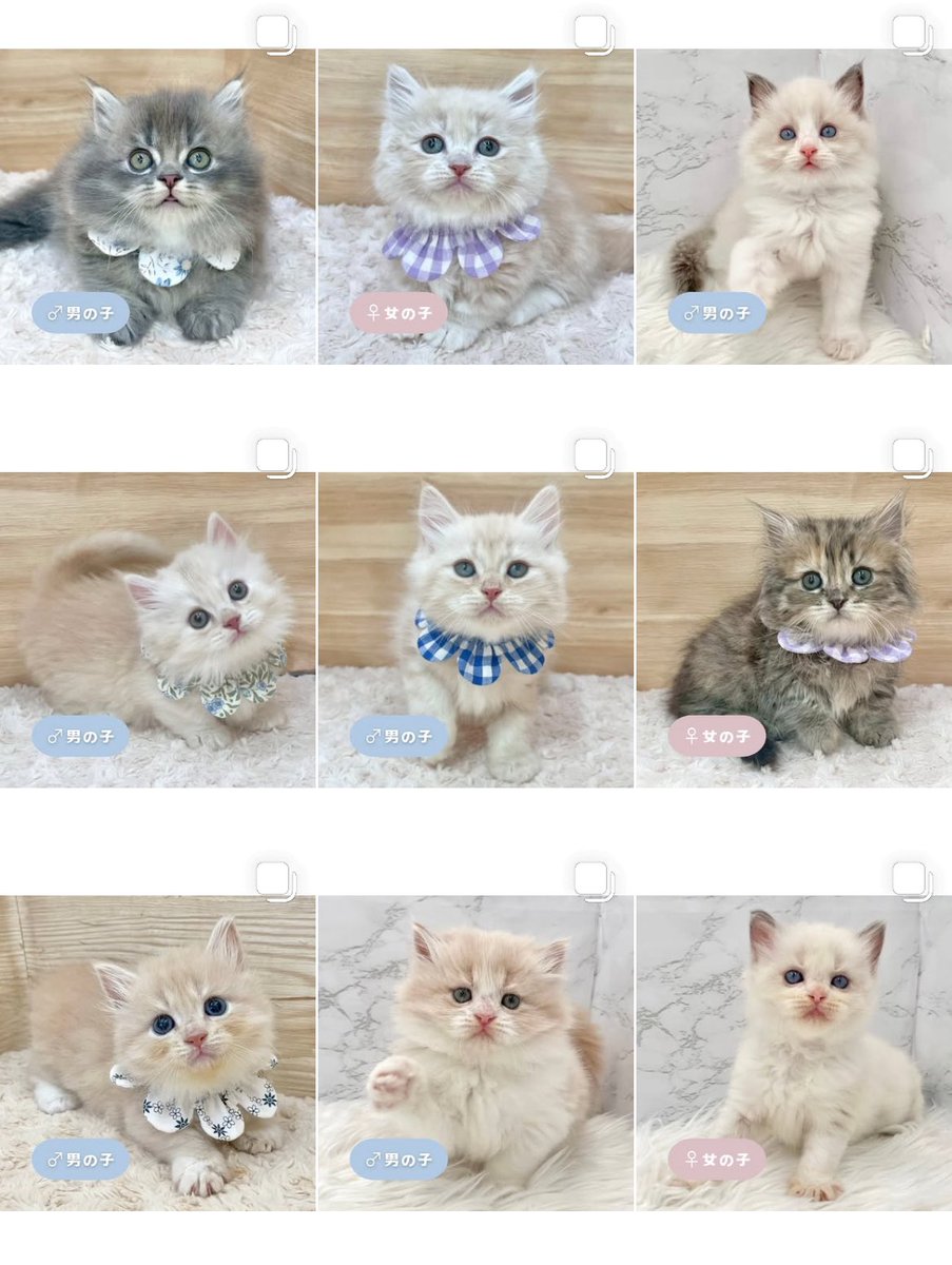 ð«§ æç¥ã®ç«ã¡ããå°éïŸïŸïŸïœ°ïŸïŸïœ° ð«§ (æ ª)LEGARE (@legaremeow) on Twitter photo ããã«ã¡ã¯ð*
ã
€
â«ïžInstagramïŒåç«ã¡ããäžèЧïŒ
â«ïžã¿ããªã®åç«ããªãŒããŒ
ã
€
æŽæ°ããŸããâ
ã
€
ãããããããã£ãŒã«ã®ãªã³ã¯ããã¢ã¯ã»ã¹ãã§ããŸãã®ã§ïœ€ãã²ã確èªãã ããð±ðŒ
#ç«å¥œããããšç¹ãããã
#ç« #ãã
#ç«ã®ããæ®ãã ããã«ã¡ã¯ð*
ã
€
â«ïžInstagramïŒåç«ã¡ããäžèЧïŒ
â«ïžã¿ããªã®åç«ããªãŒããŒ
ã
€
æŽæ°ããŸããâ
ã
€
ãããããããã£ãŒã«ã®ãªã³ã¯ããã¢ã¯ã»ã¹ãã§ããŸãã®ã§ïœ€ãã²ã確èªãã ããð±ðŒ
#ç«å¥œããããšç¹ãããã
#ç« #ãã
#ç«ã®ããæ®ãã