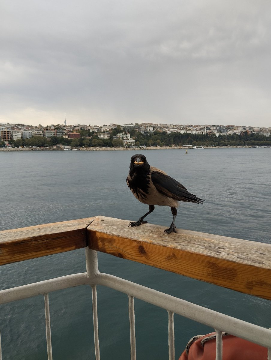 Ekmek yoktu fıstık verdim 😍

Martı da vardı ama karga geldi 😎hepsini severim.