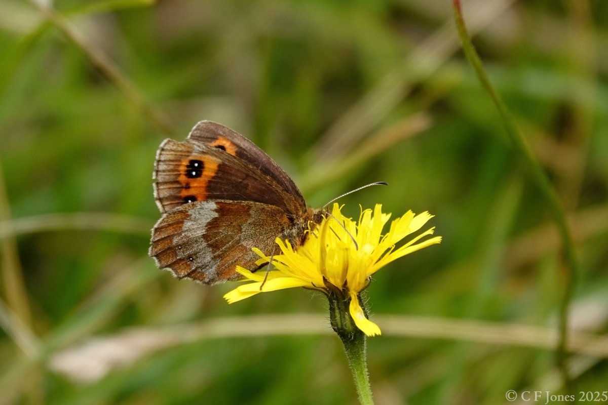 Craig Jones (@craig63jones) on Twitter photo Scotch Argus. Arnside Knott 6/8/25.
<a href="/BC_Cumbria/">Cumbria Butterfly Conservation</a> <a href="/savebutterflies/">Butterfly Conservation 🦋</a> Scotch Argus. Arnside Knott 6/8/25.
<a href="/BC_Cumbria/">Cumbria Butterfly Conservation</a> <a href="/savebutterflies/">Butterfly Conservation 🦋</a>