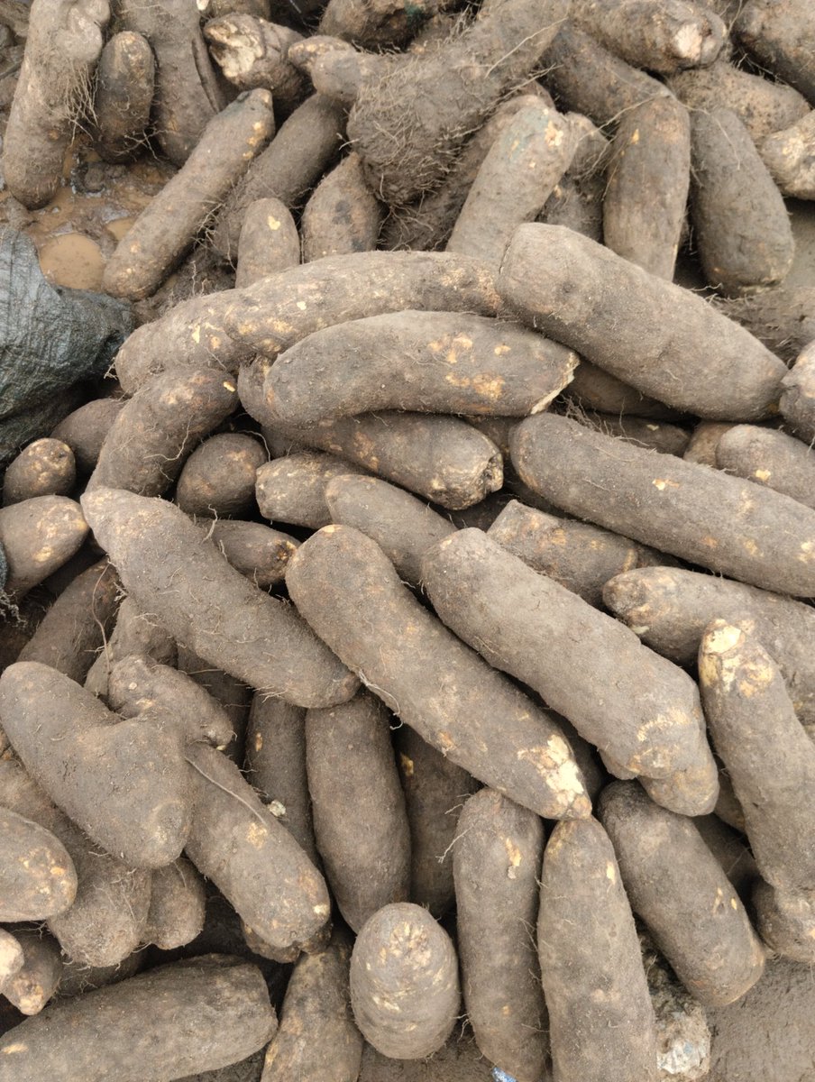 Sweet and fresh yam available 
3k per tuber
9k for 3 tubers 
15k for 5 tubers 
20k for 7 tubers 

Location -ijebu Ode ogun state