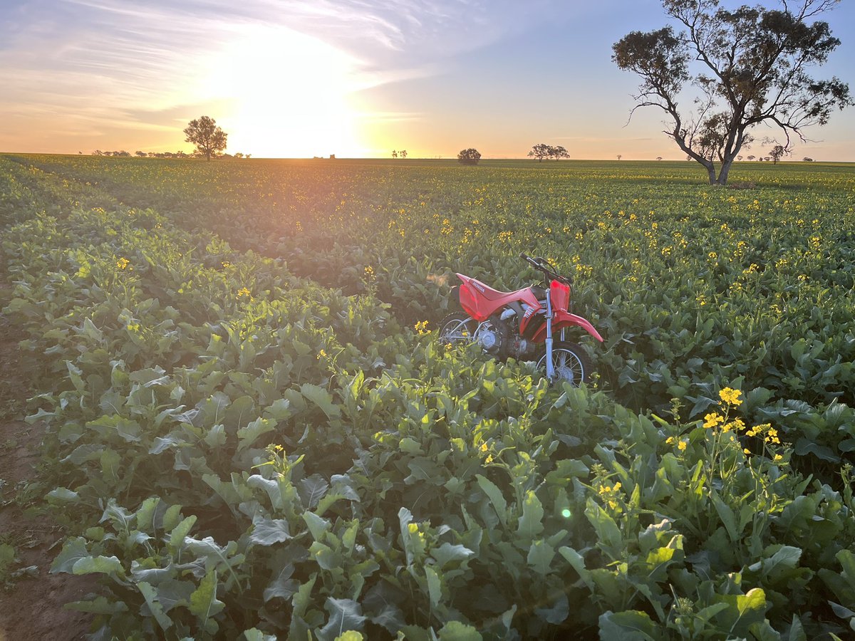 Some of the canola looking good. (Sons 110 for extra effect for hight)