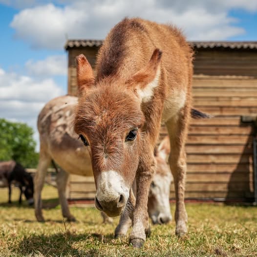 Pistachio, Farms for Schools members' @oddsfarmpark Miniature Mediterranean Donkey certainly knows how to strike a pose! Madonna, step aside. #farmvisit #summerholidays #outdoorlearning