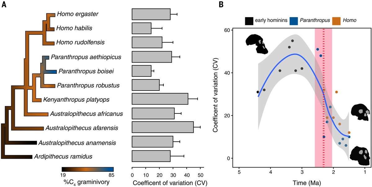 New isotopic and fossil evidence suggests that early primates, including hominins, began eating grasses long before their bodies evolved the traits needed to process them efficiently—findings that support the long-hypothesized concept of behavioral drive, researchers report in
