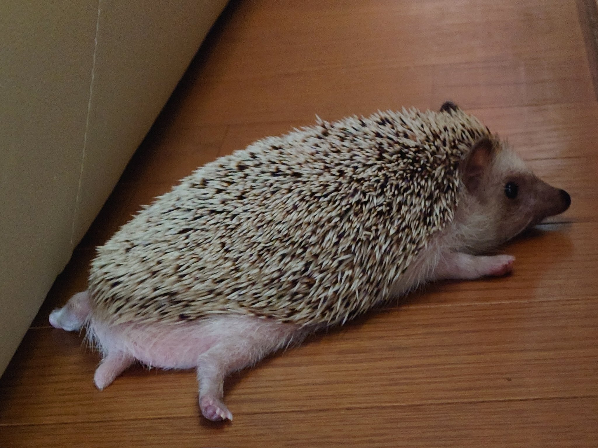 ハリネズミページ アフリカハリネズミ属 | 動物図鑑 | ZFC.jp