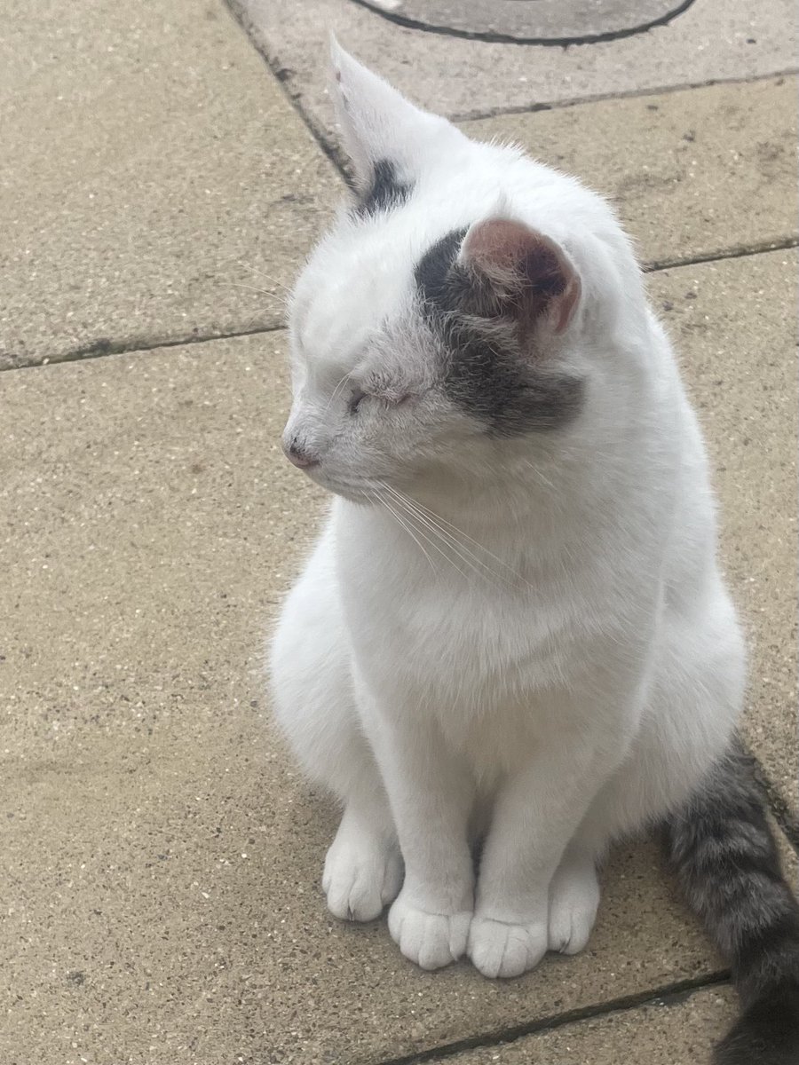 Today we honour sweet Magic one of our long term #Hedgewatch er. She will always be remembered and we send love to her family. ❤️❤️❤️#HedgewatchForMagic