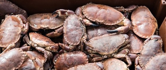 fisheriesappg's tweet image. Have your say! @The_MMO have launched a mobile-friendly online survey seeking feedback on proposed changes to the Minimum Conservation Reference Size (#MCRS) for #BrownCrab in the South West. Open until 17 August. #FMPs 

👉 loom.ly/WkX-XYc