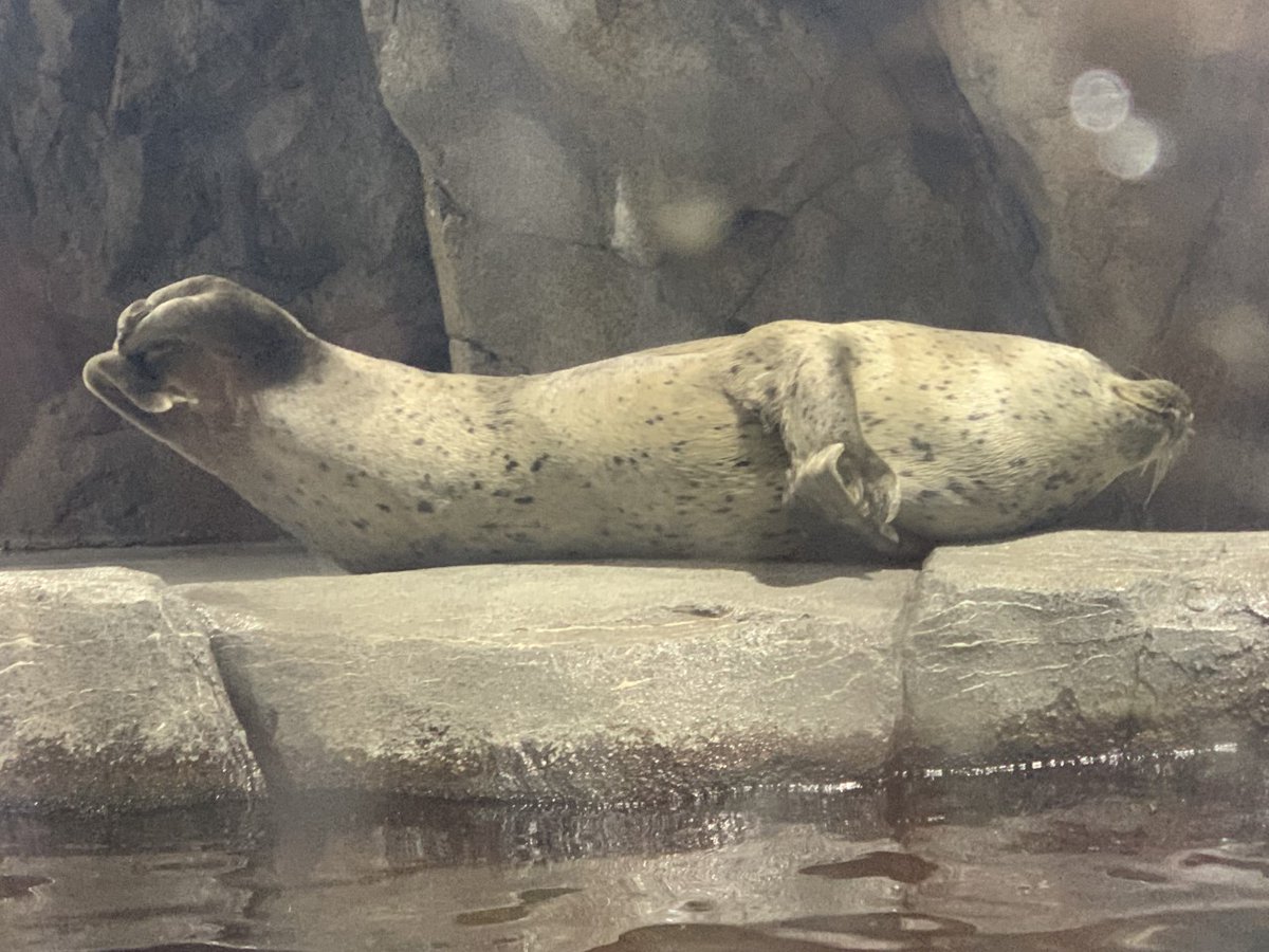 2【カナリア】【超縁起物】一点物  座敷わらしが宿る 蛙様とお魚様 置物 カナリクラトゥスホソアカクワガタの飼育情報 | わたくわの飼育記