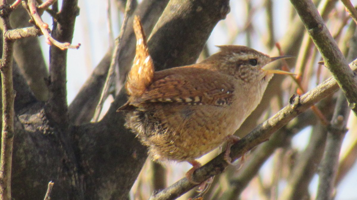 Borders Dexy (@dexysrun) on Twitter photo Beautiful Birdsong on the Isle of Skye
<a href="/Natures_Voice/">RSPB</a> <a href="/birdingplaces/">Birdingplaces</a> <a href="/RSPBScotland/">RSPB Scotland</a>
#BirdsOfTwitter #BirdsSeenIn2025 #NatureBeauty #birdwatching <a href="/Britnatureguide/">The British Nature Guide</a>
#TwitterNatureCommunity #BirdsUp #birdsphotography <a href="/RSPBbirders/">RSPB Birders</a>
<a href="/BirdSpotUK/">birdspotuk</a> <a href="/wildbirdtrust/">The Wild Bird Trust</a>
<a href="/BirdGuides/">BirdGuides</a> <a href="/NatureScot/">NatureScot</a> Beautiful Birdsong on the Isle of Skye
<a href="/Natures_Voice/">RSPB</a> <a href="/birdingplaces/">Birdingplaces</a> <a href="/RSPBScotland/">RSPB Scotland</a>
#BirdsOfTwitter #BirdsSeenIn2025 #NatureBeauty #birdwatching <a href="/Britnatureguide/">The British Nature Guide</a>
#TwitterNatureCommunity #BirdsUp #birdsphotography <a href="/RSPBbirders/">RSPB Birders</a>
<a href="/BirdSpotUK/">birdspotuk</a> <a href="/wildbirdtrust/">The Wild Bird Trust</a>
<a href="/BirdGuides/">BirdGuides</a> <a href="/NatureScot/">NatureScot</a>