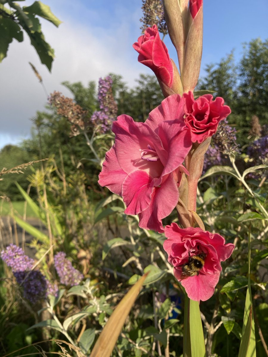madeleinemaste4's tweet image. The bee in the gladioli 
this fine blustery 
#thursday morning
#outfront 
As Curtis Mayfield sang 🎶
‘Remember your schemes 
Your only dreams and
Keep on pushing’ 🌟
#moveonup