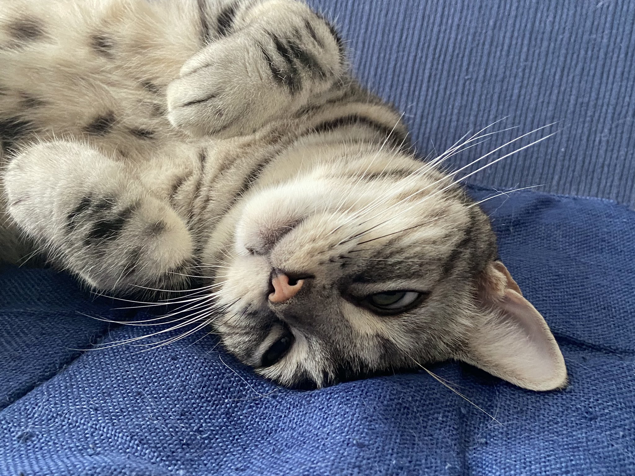 紳にゃん🐾 on X: 