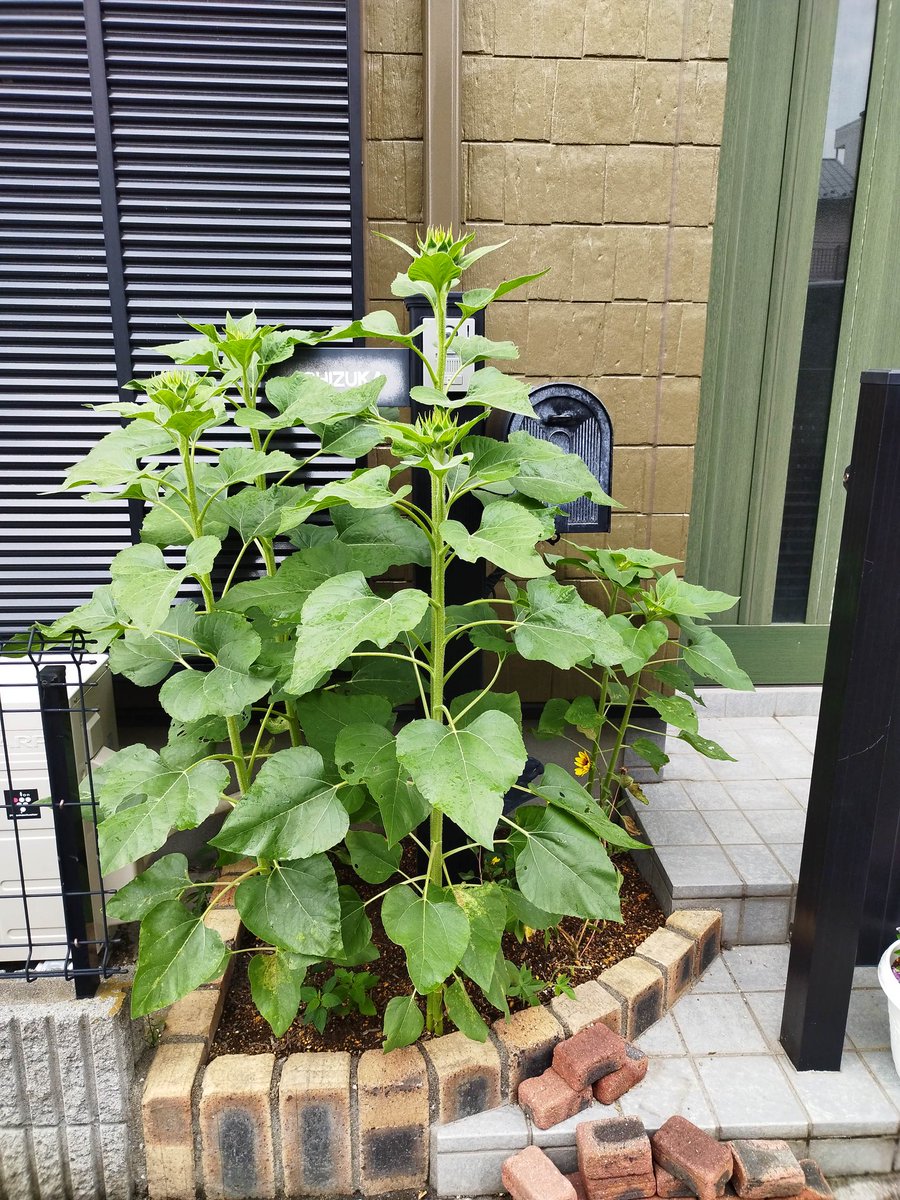 ひまわり日記🌻
「また伸びた
　ひまわり伸びた
　野比のび太（笑）」
去年よりも茎が太くしっかりしています。蕾はまだ固く閉じているので、開花はまだまだかな…