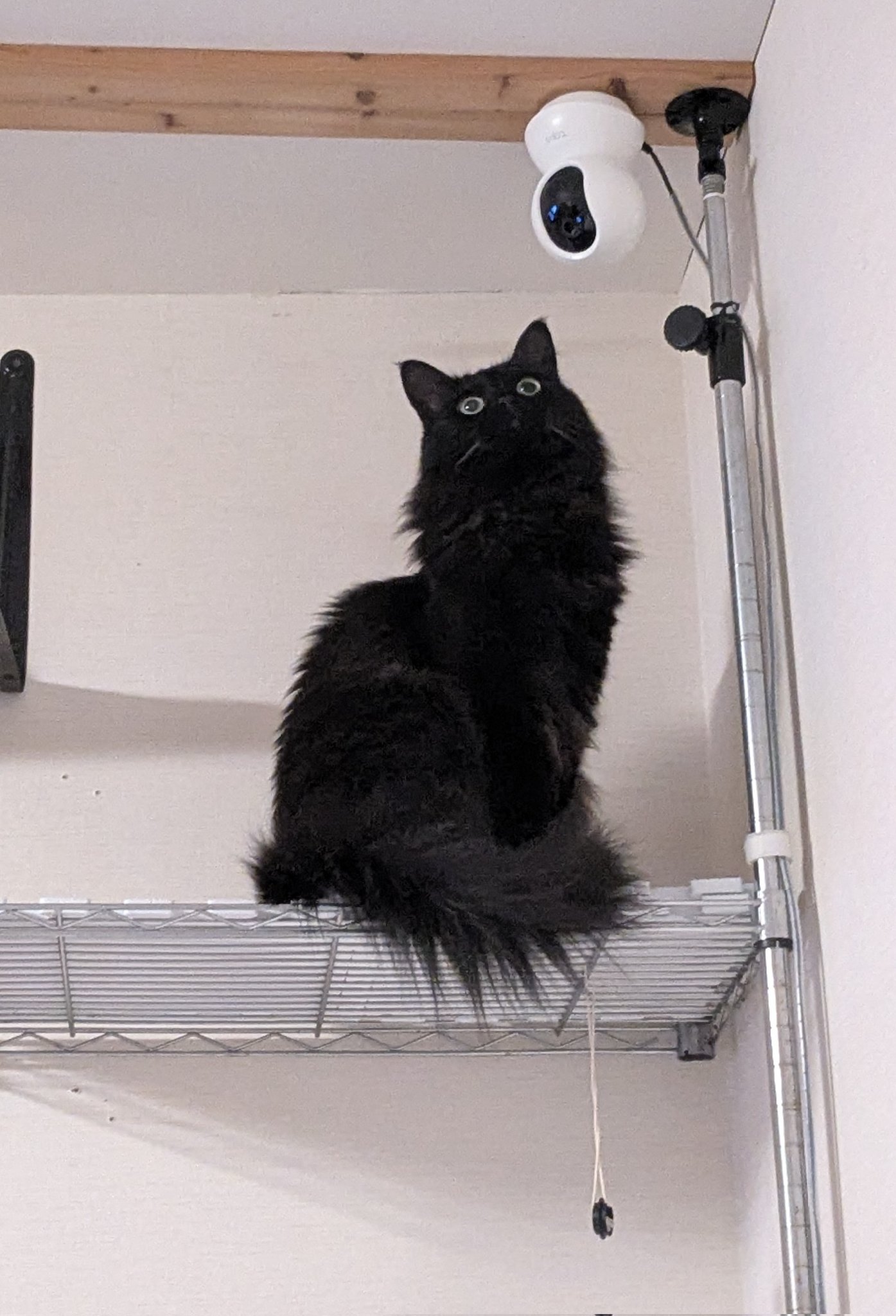 猫さん Gu0F4gwXYAAyaX6.jpg:large
