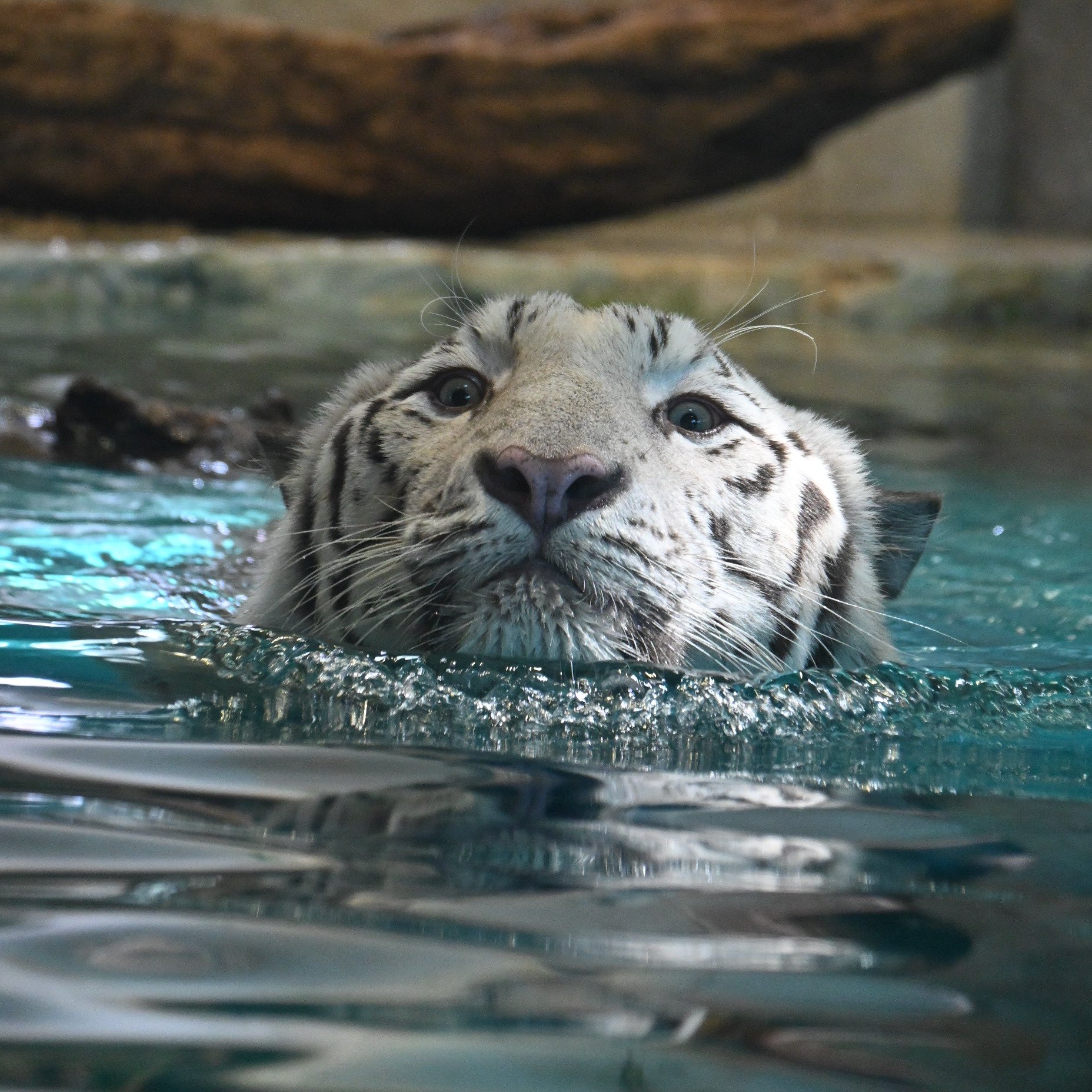森の中の動物園 森の中の動物園 ITOZU NO MORI Zoological Park Travel Guides