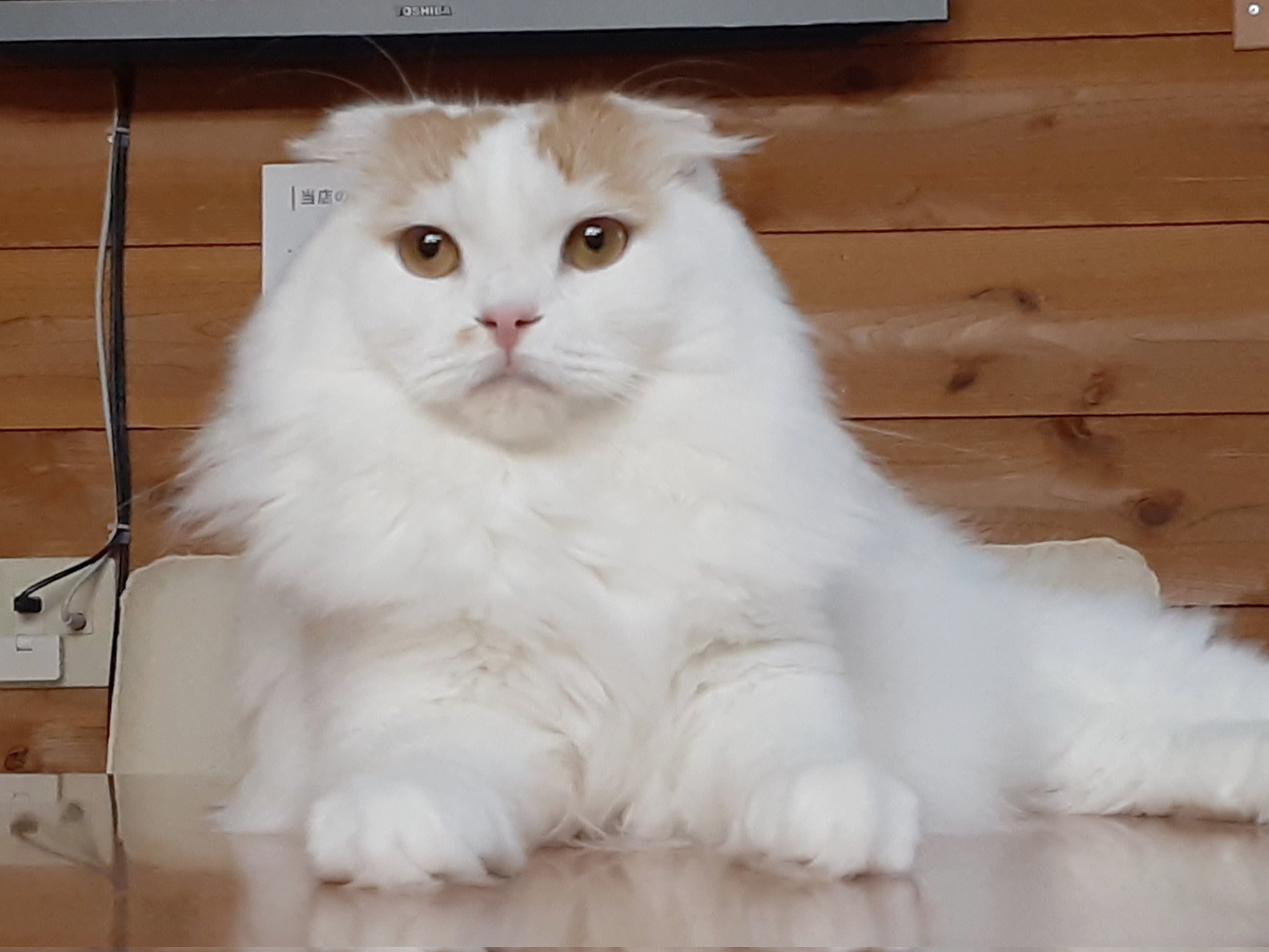 ネコ Amazon | Angelpet 猫 猫用 ハーネス 抜けない ねこ 胴輪 リード