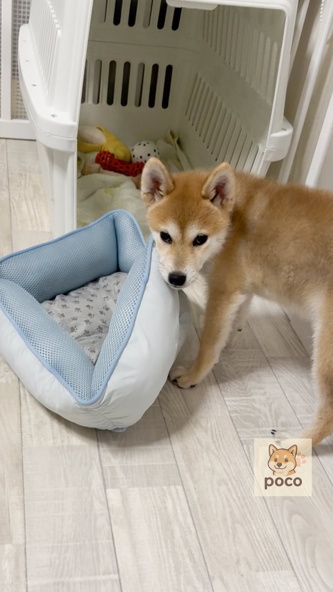 柴犬ぽこ on X: 