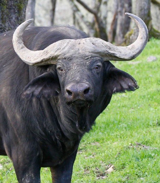 Global_Buzz_'s tweet image. BREAKING NEWS: A wealthy trophy hunter was killed by a buffalo while hunting in South Africa.