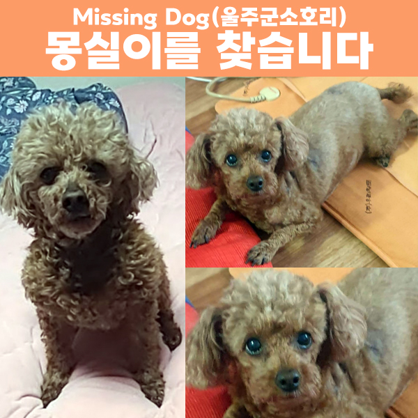 강아지를 애타게 찾고있어요
14살 노견, 제보/공유 환영합니다
Missing Dog
bestclub.kr/view.php?repor…

★ 토이푸들, 암컷, 14살, 이름 '몽실이'
★ 실종날짜 : 2025년 08월 06일
★ 실종장소 : 울산광역시 울주군 상북면 소호리

※ 특징 ※
겁이 많고, 뒷다리 수술흔적이 있음
피부에 검은 반점 있음