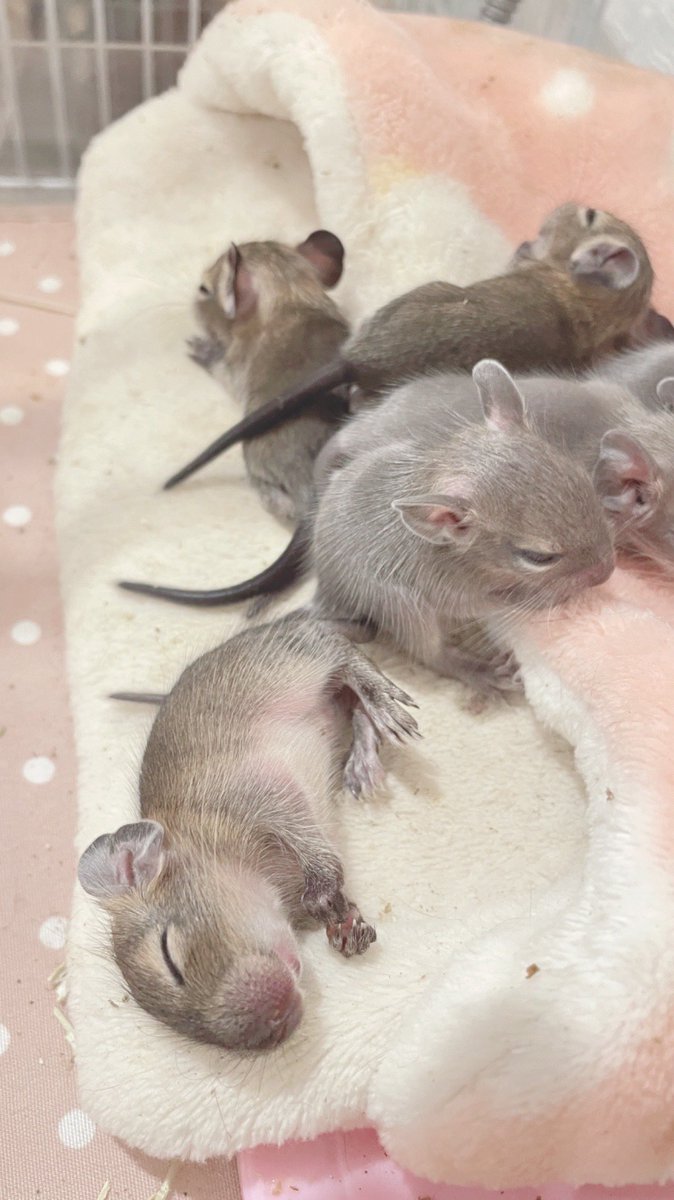 過去ショットべびず🍼♡