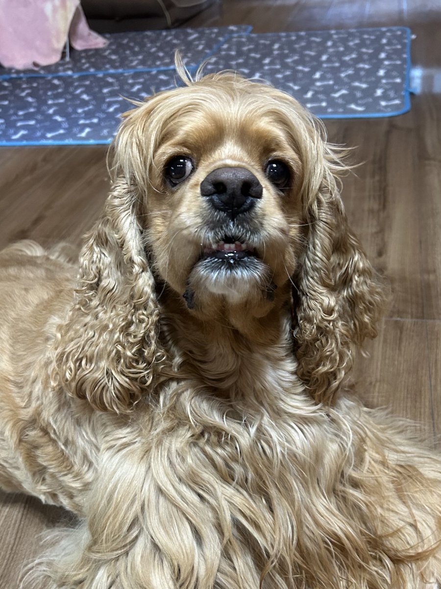 トニー tweet media