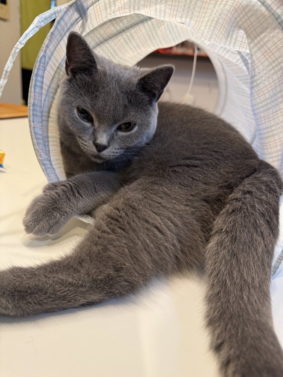 関西の猫好きさん専用 Amazon | パッションモデルズ 1/12 猫好きが認めるネコ 5種