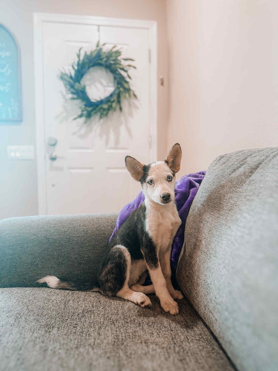 Amelia • Australian Cattle Dog / Blue Heeler
Location: Goodyear, AZ

More info ➜ littlepawsplace.com/redirect/ameli…
Adopt from anywhere 🐾

#AdoptDontShop #PetRescue #LittlePawsPlace