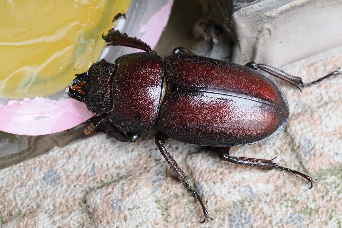 強風でクワガタが飛ばされて来たので餌付け中(*´∇｀*)