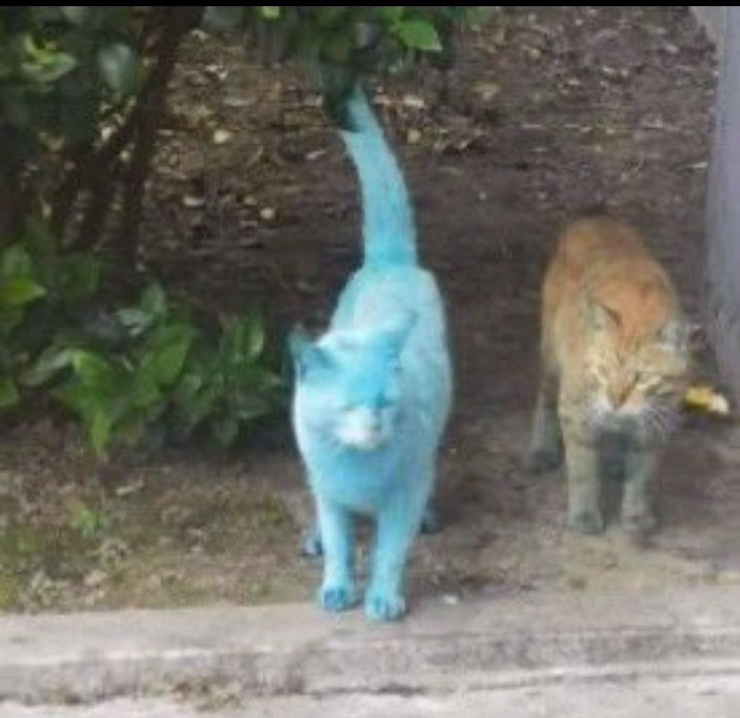 cats with powerful impression 🐾 tweet media