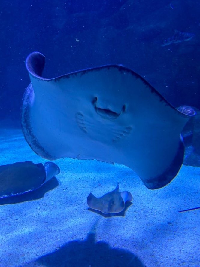 MY FRIEND SAID HE LOOKS LIKE A STINGRAY