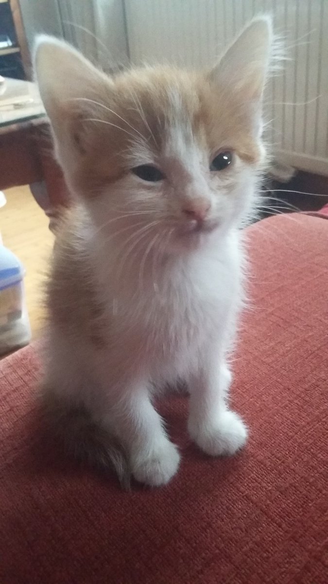 #ThursdayMorning #Cats #CatsOnTwitter #CatsAreFamily 
Happy #ThrowbackThursday ,My Friends.
Sending love from #Yorkshire.
Love RupeeXXX ❤️❤️❤️