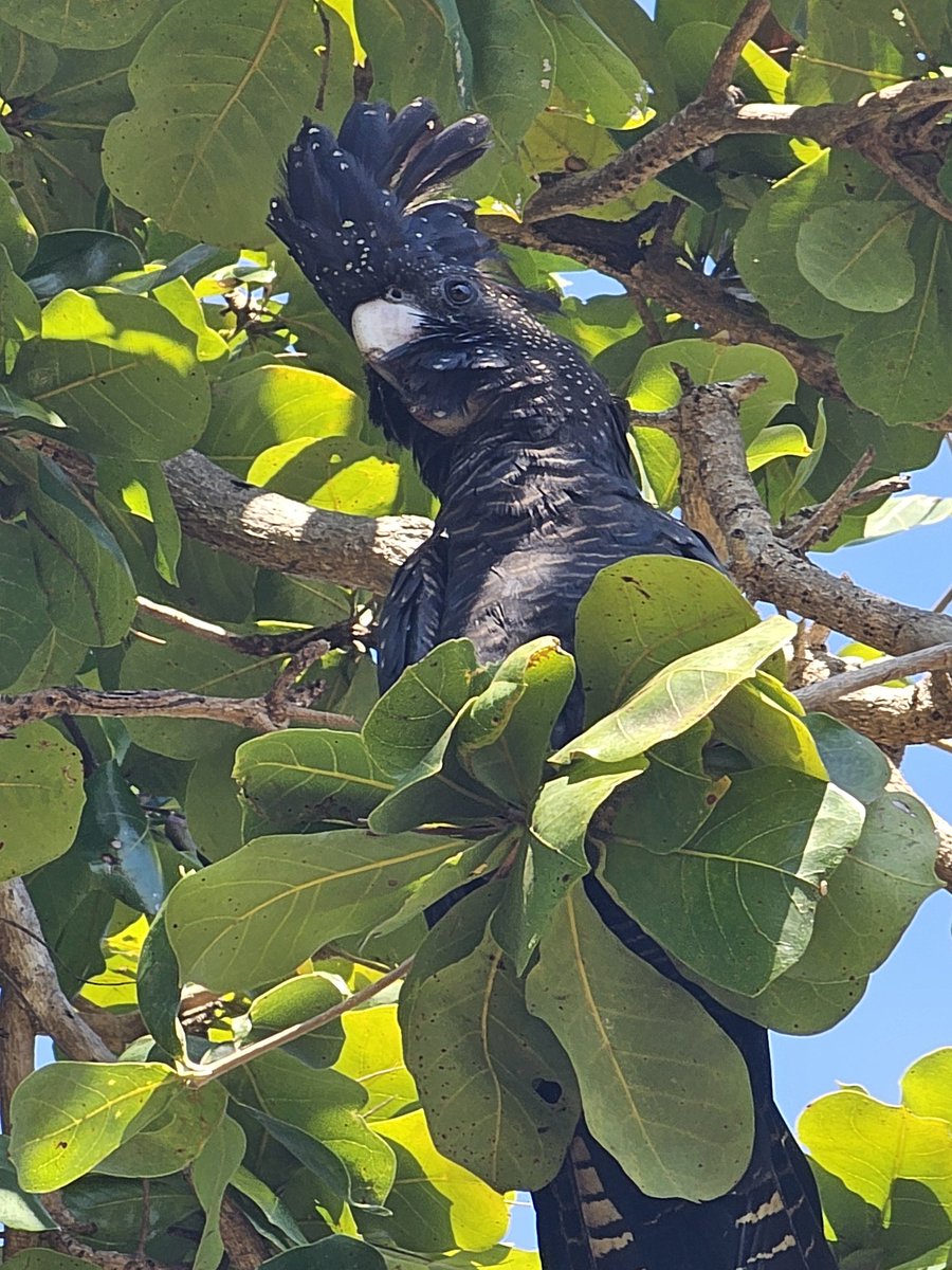 urinemoth's tweet image. Love sitting in the park and watching these gorgeous little dudes ❤️