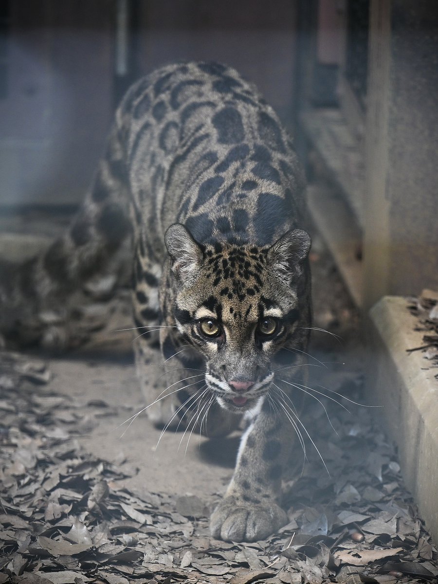 zooman_koichi's tweet image. もうすぐウエブ会議
目を覚ませ！
と自分に注意喚起😅
#ウンピョウ #ズーラシア #CloudedLeopard #ZOORASIA