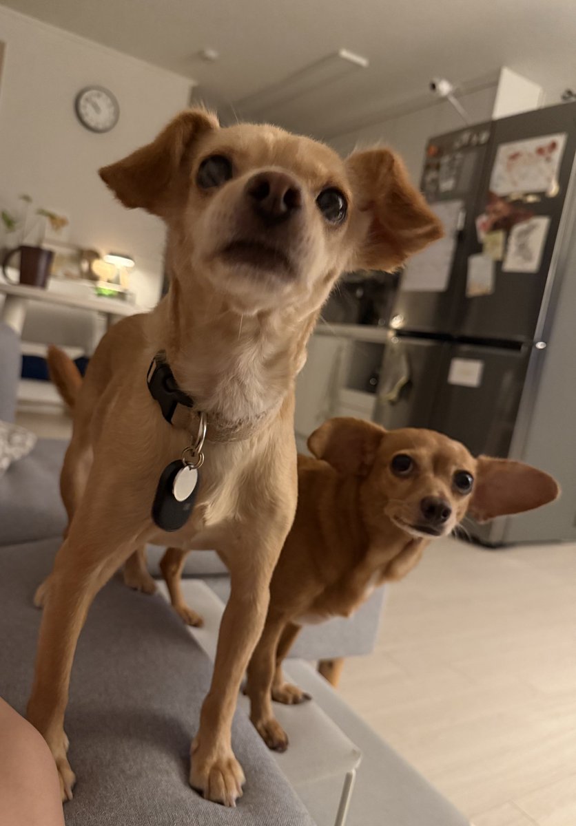 나는 순대야!!! 가조기를 기다려!!! 열락조!!!! #순대가족찾아요