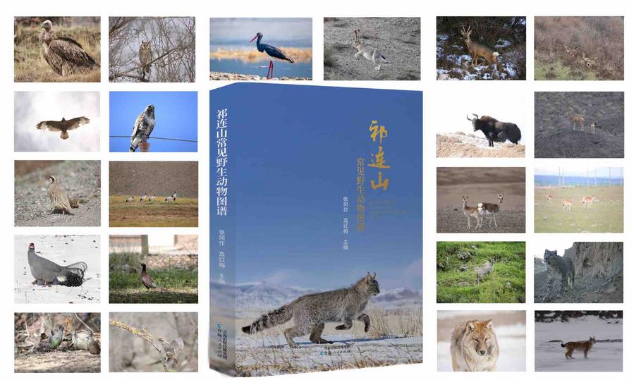 A professional atlas documenting the wildlife of the Qilian Mountains, one of China's key ecological security barriers, has been published, according to the Northwest Institute of Plateau Biology (NWIPB) of the Chinese Academy of Sciences xhtxs.cn/5LN