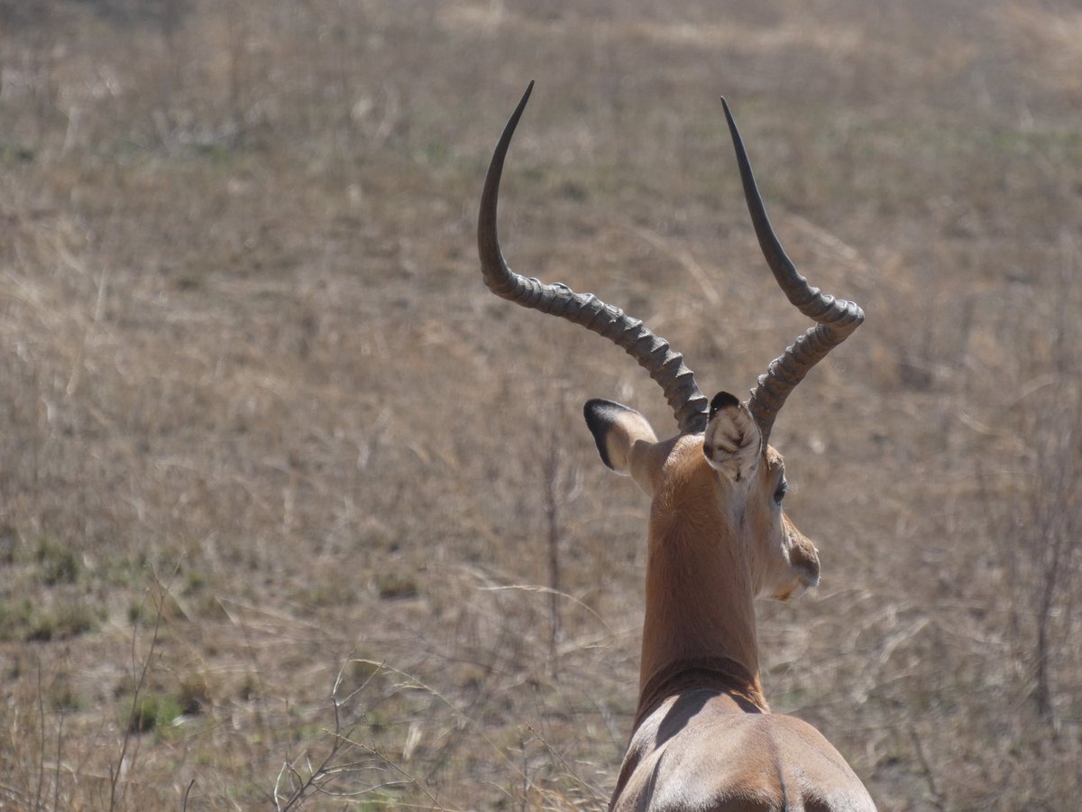 Premiers essais au Lumix FZ82 et aux vrais appareils. 
Je suis preneur des conseils d'amélioration.
#Safari