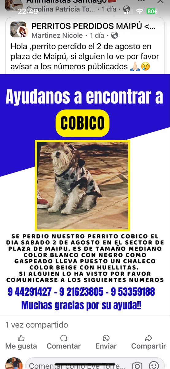 Eve Torres 🇨🇱 (@evelyn_torres_h) on Twitter photo Difundo: perdido en #maipu en la plaza, lleva chaleco beige puesto , responde al nombre de cobico , si lo ve o lo tiene resguardado llamar al número de contacto <a href="/Muni_Maipu/">Municipalidad de Maipú</a> rt Difundo: perdido en #maipu en la plaza, lleva chaleco beige puesto , responde al nombre de cobico , si lo ve o lo tiene resguardado llamar al número de contacto <a href="/Muni_Maipu/">Municipalidad de Maipú</a> rt
