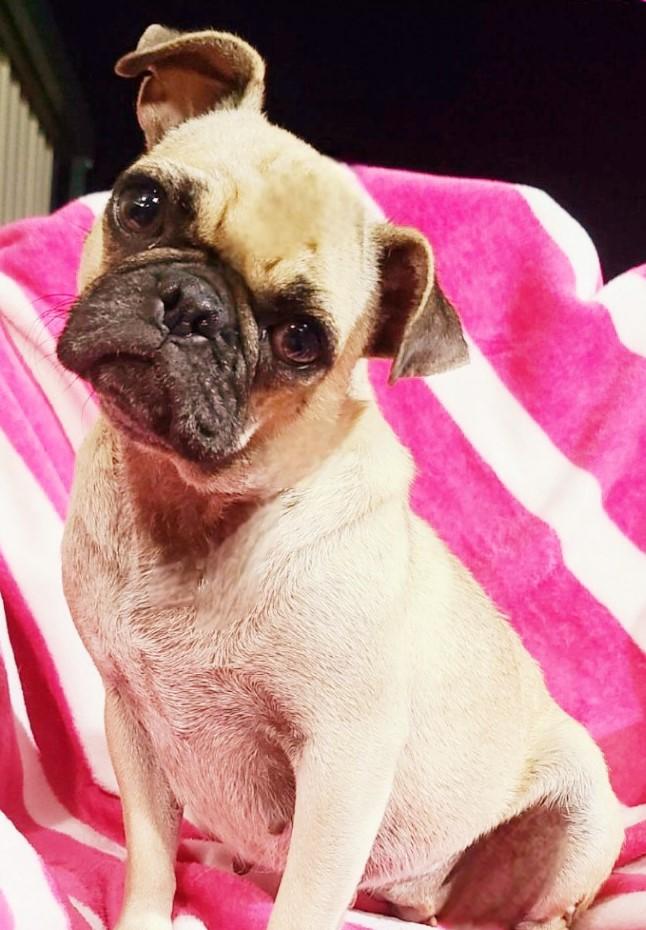 KIWI • Pug
Location: fort worth, TX

More info ➜ littlepawsplace.com/redirect/kiwi-…
Adopt from anywhere 🐾

#AdoptDontShop #PetRescue #LittlePawsPlace