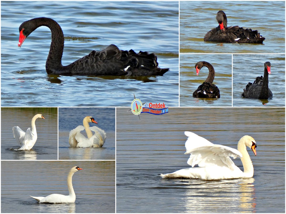 Witte #zwanen - #zwarte_zwanen - #mariëndal #Den_Helder - #vogels #birds #Swans #black_swan #natuur #nature #NaturePhotography